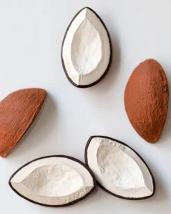 Coco The Coconut -LITTLE Baby Gear little oli carol coco the coconut 13327267135530